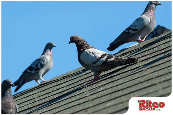 How Can Birds Damage Your Roof?